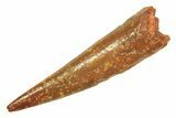 Fossil Pterosaur (Siroccopteryx) Tooth - Morocco #297041-1